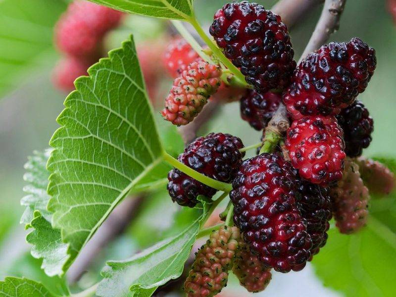 Шелковица купить саженцы из питомнике в Бору