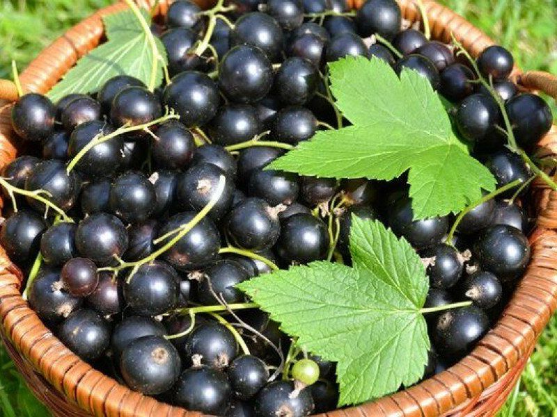 Смородина купить саженцы из питомника в Бору