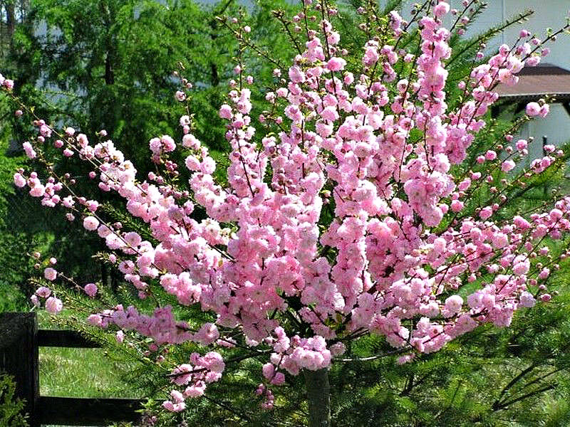 Миндаль купить саженцы из питомника в Бору