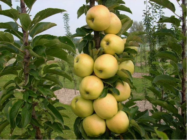 Колоновидные саженцы купить саженцы из питомника в Бору