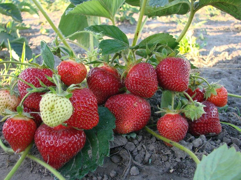 Клубника купить саженцы из питомника в Бору