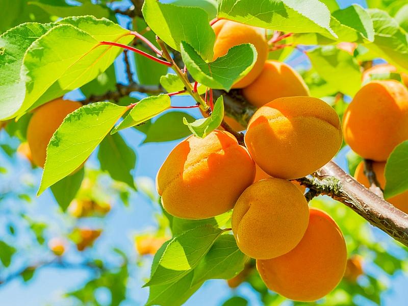 Абрикос купить саженцы из питомнике в Бору