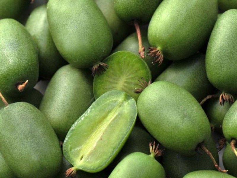 Актинидия купить саженцы из питомнике в Бору