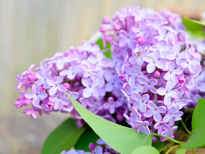 Сирень купить саженцы из питомнике в Бору
