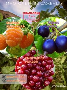 Малина Ананасная, Крыжовник Русский желтый, Смородина Рондом комплект 3 шт.