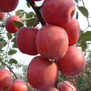 Яблоня "ФУДЖИ"